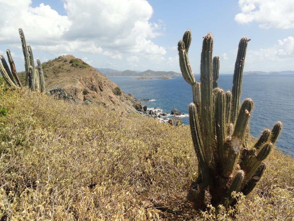 Summertime heat browns vegetation on St Johns, USVI